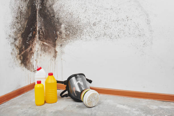 Best Residential Mold Removal  in Lexington, MS