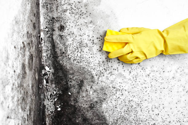 Best Fast Mold Removal  in Lexington, MS