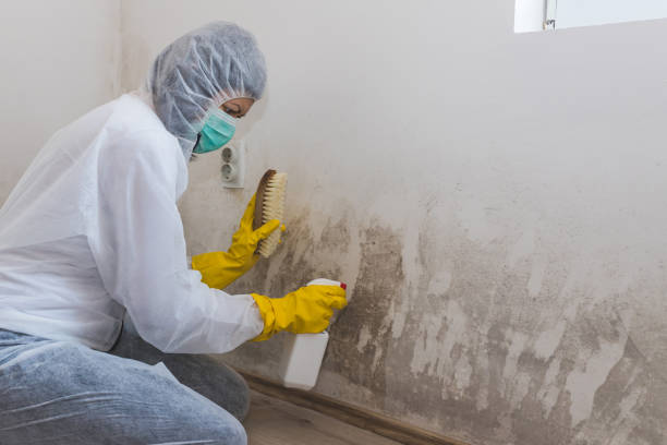 Best Office Mold Removal Services  in Lexington, MS