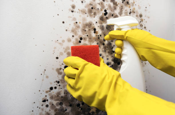 Best Mold Removal Company Near Me  in Lexington, MS