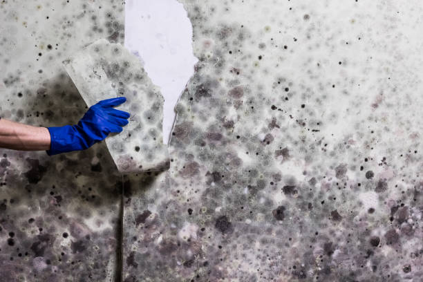 Best Local Mold Removal Service  in Lexington, MS