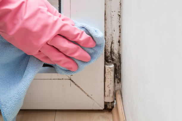 Mold Testing and Removal in Lexington, MS